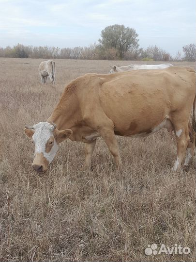 Корова дойная с теленком