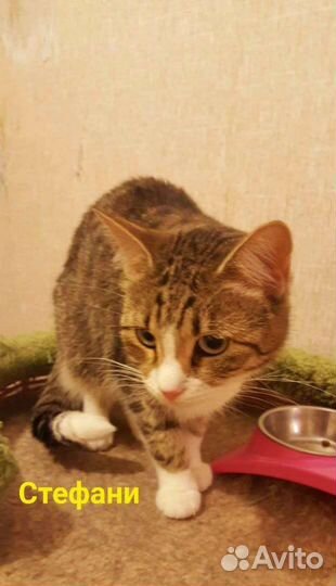 От сестричек отказались хозяева