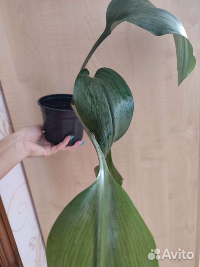 Комнатные растения цветы