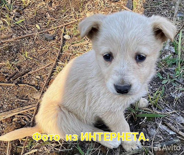 Собачек в добрые руки