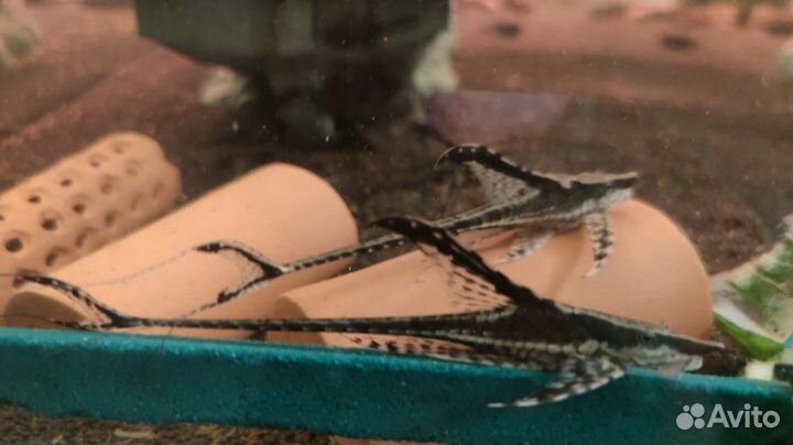 Стурисома панамская