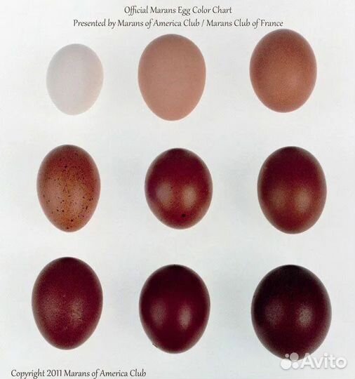 Инкубационное яйцо Маран