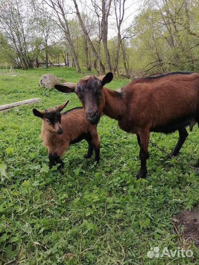 Чешская короткошёрстная