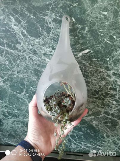 Флорариум капля