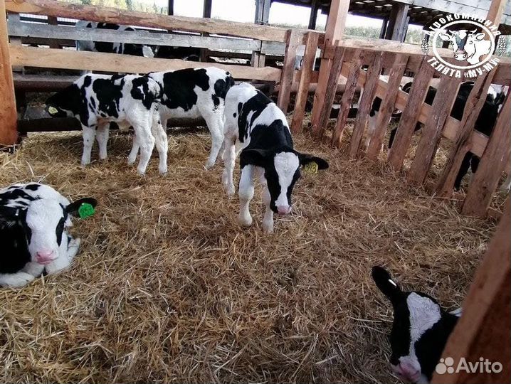 Телята бычки