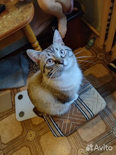 Кошка