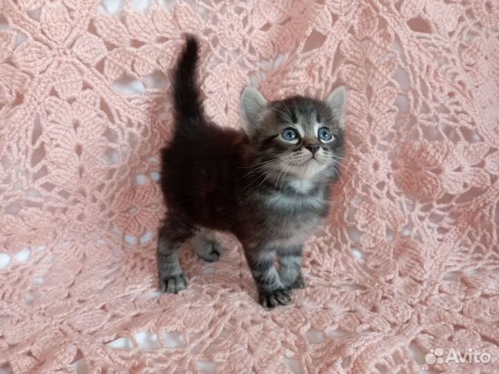 Котенок мальчик