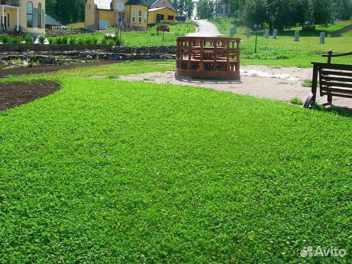 Микроклевер газон для ленивых