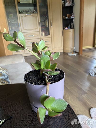 Комнатные цветы