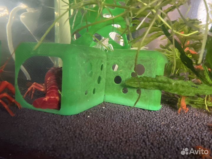 Молодняк красного калифорнийского рака