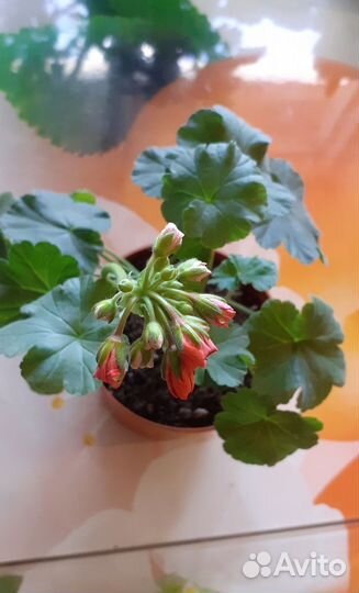 Пеларгония герань сортовая