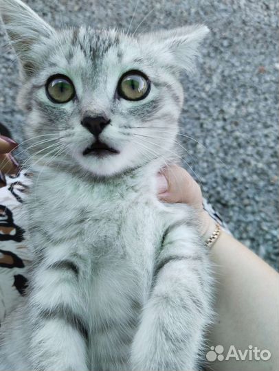 Кошка в дар бесплатно