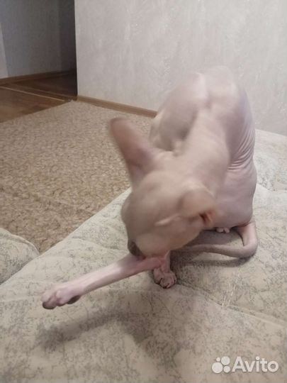 Донской сфинкс