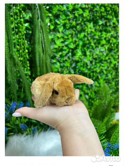 Самые миниатюрные кролики