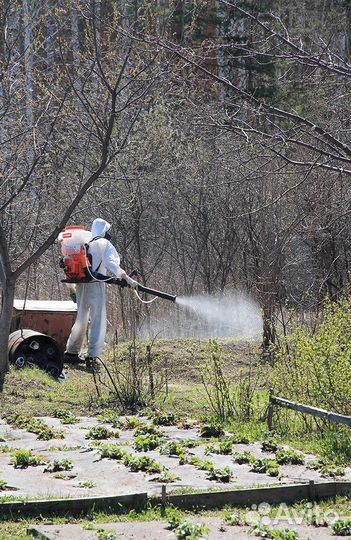 Уничтожение Клопов Тараканов Клещей Ос Борщевика