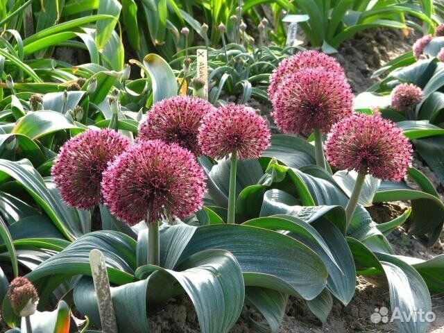 Лук декоративный, фриттилярии