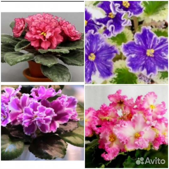 Детки фиалок