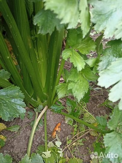 Черешковый сельдерей