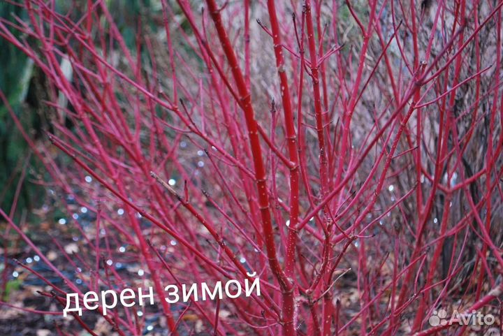 Дерен Сибирика Вариегата (Sibirica Variegata)