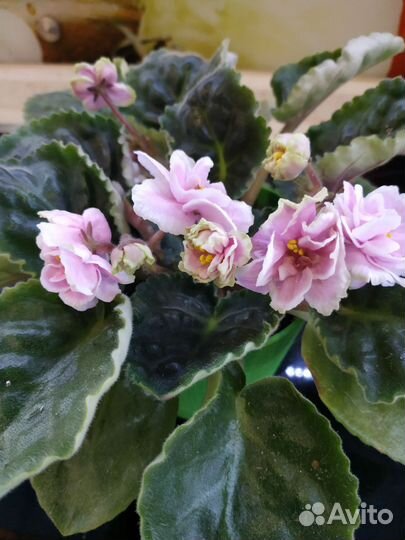 Фиалка в горшках