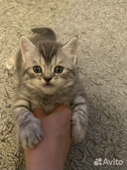 Пушистые друзья