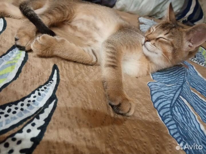 Абисинский котенок