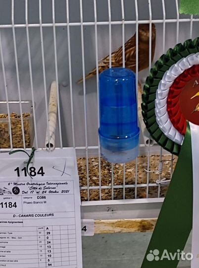 Кенара и канарейки фео белый рецессив и др