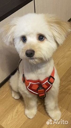 Груминг (стрижка собак, тримминг, экспресс линька)