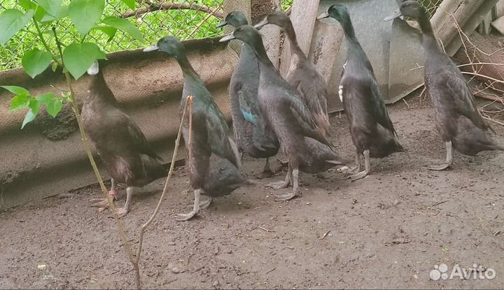 Утки и утята Индийский бегунок