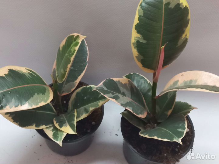 Фикус эластика тинеке