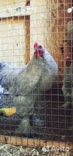 Петушки Брама