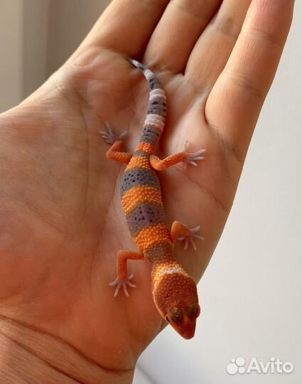 Эублефар Blood