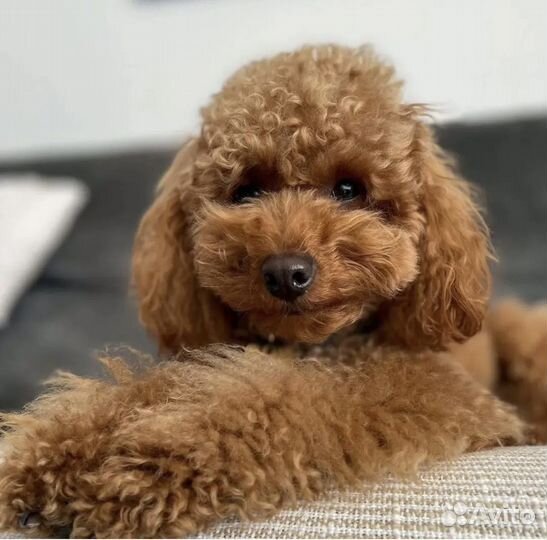 Собака для фотосессии той пудель