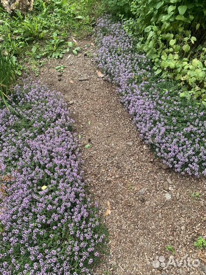 Тимьян 5 видов