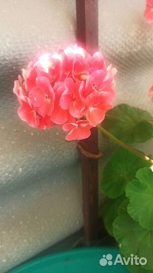 Герань и Перец горький комнатный