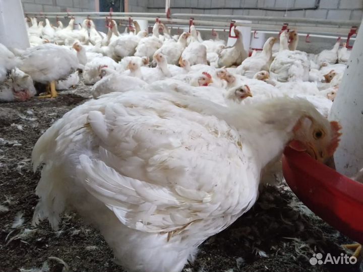 Куры бройлеры