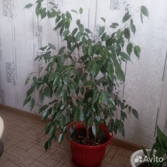 Фикус бенджамина