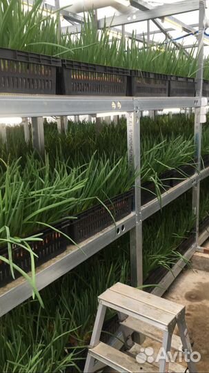 Консультации, агросопровождение по выгонке лука