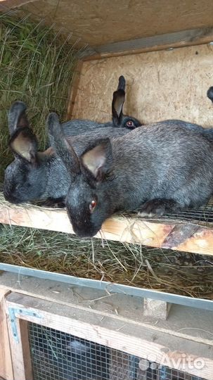 Полтавское серебро