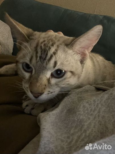 Бенгальский кот