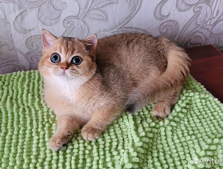 Золотая шиншилла девочка