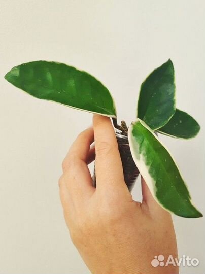 Хойи продажа