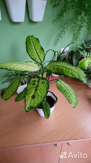 Диффенбахия