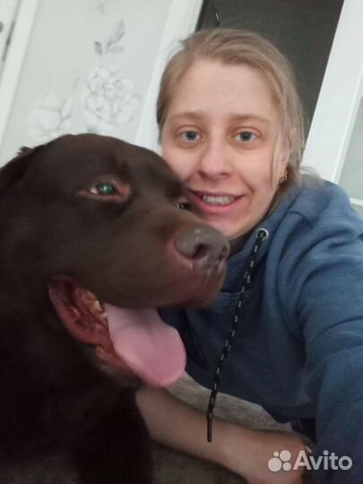 Выгул собак