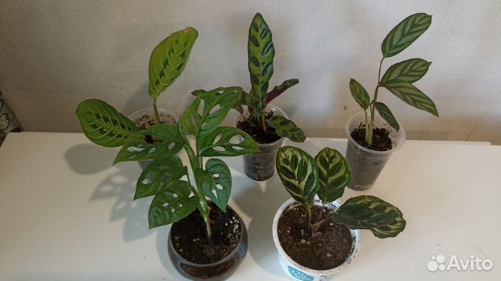 Цветы наборами