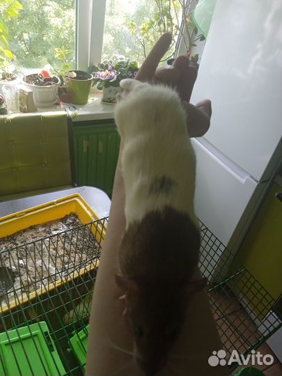 Крысы Дамбо малыши