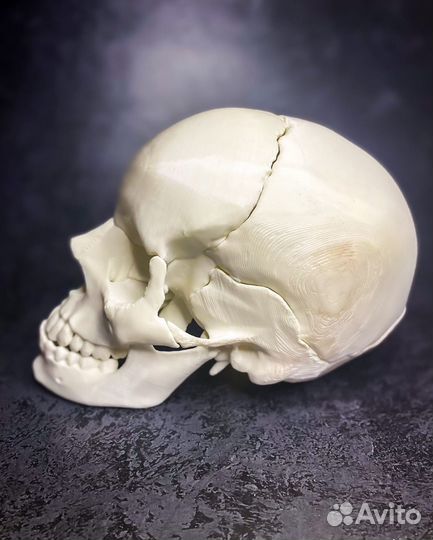 Череп анатомический