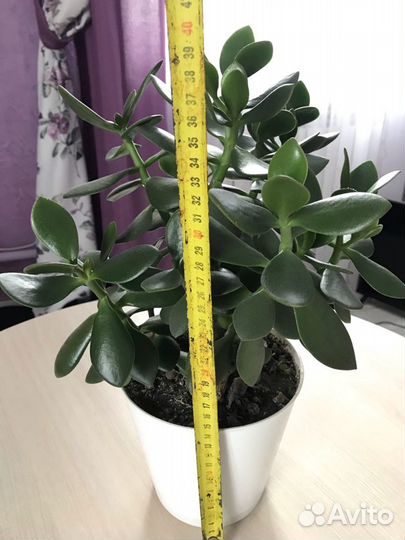 Денежное дерево толстянка