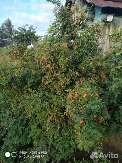 Кусты садового шиповника,дальневосточный