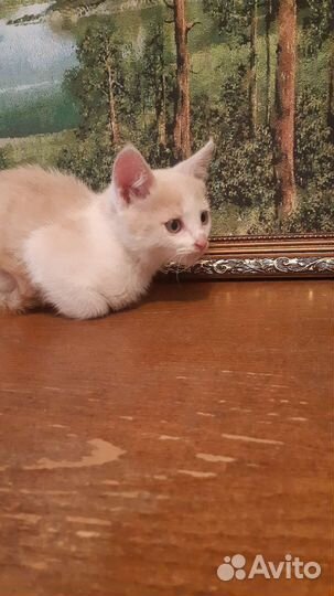 Котятки в добрые руки